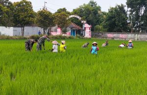 Babinsa Koramil 01/Kota Kodim Klaten Bantu Petani Tingkatkan Produktivitas Padi Di Desa Jomboran